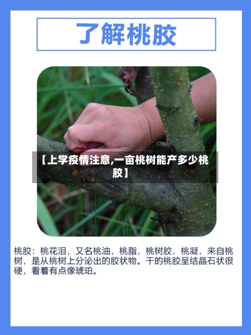 【上学疫情注意,一亩桃树能产多少桃胶】