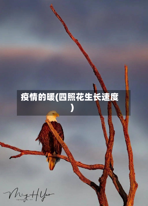 疫情的暖(四照花生长速度)
