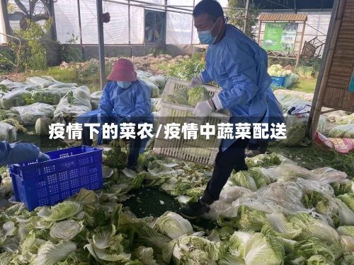 疫情下的菜农/疫情中蔬菜配送