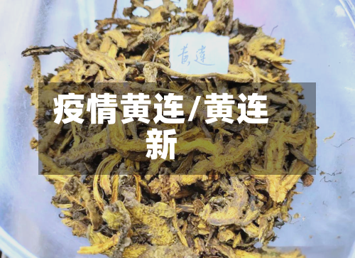 疫情黄连/黄连新