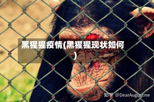 黑猩猩疫情(黑猩猩现状如何)-第2张图片