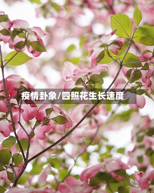 疫情卦象/四照花生长速度