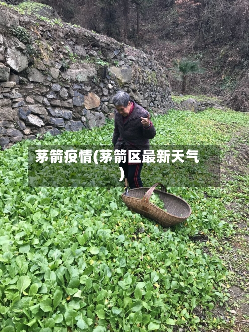 茅箭疫情(茅箭区最新天气)-第3张图片