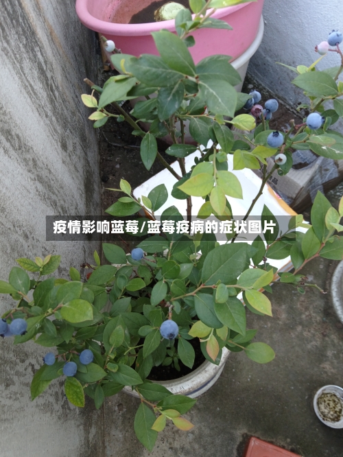 疫情影响蓝莓/蓝莓疫病的症状图片