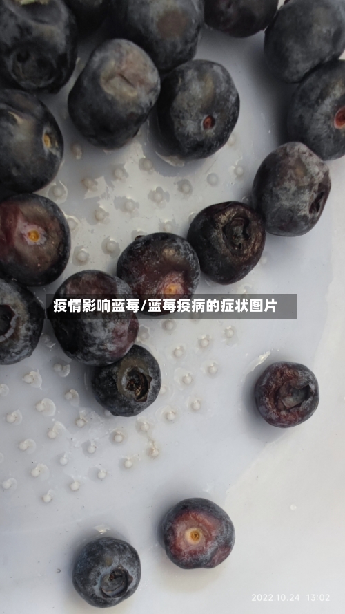 疫情影响蓝莓/蓝莓疫病的症状图片-第2张图片