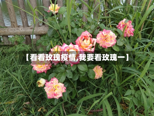 【看看玫瑰疫情,我要看玫瑰一】