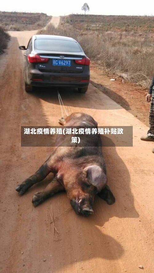 湖北疫情养殖(湖北疫情养殖补贴政策)