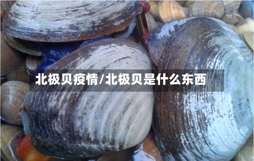 北极贝疫情/北极贝是什么东西