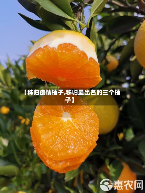 【秭归疫情橙子,秭归最出名的三个橙子】-第2张图片