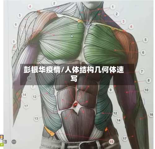 彭银华疫情/人体结构几何体速写